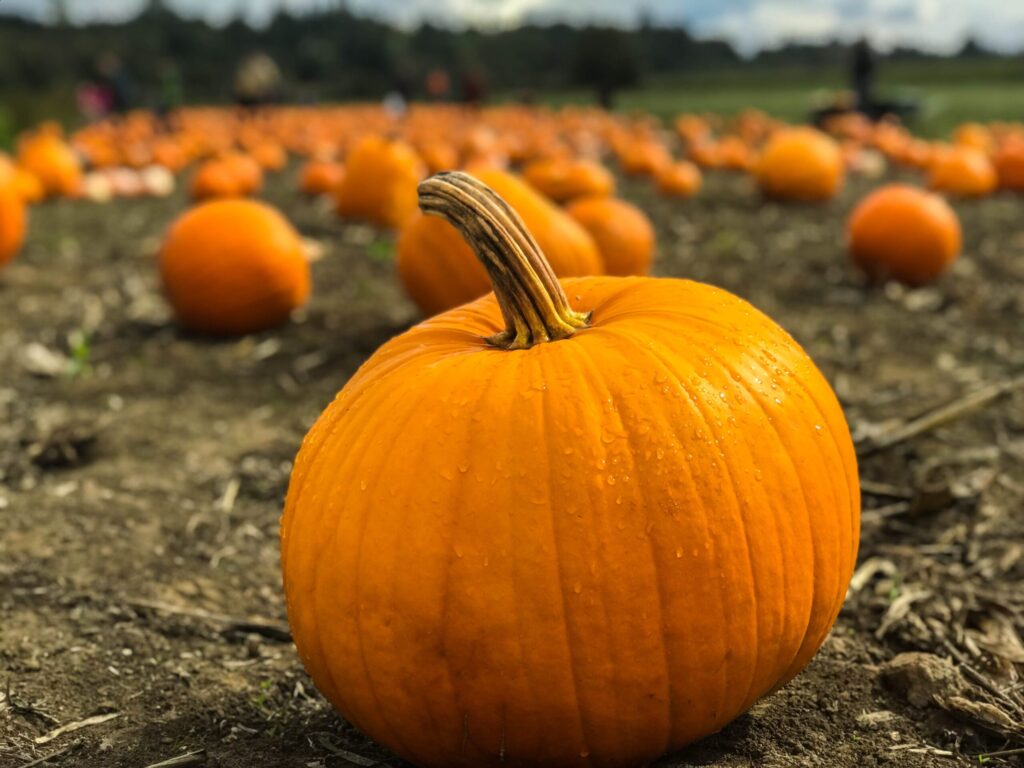 It’s the Pumpkin Season