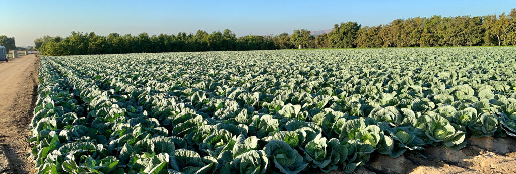Harvest Solutions Farm cabbage